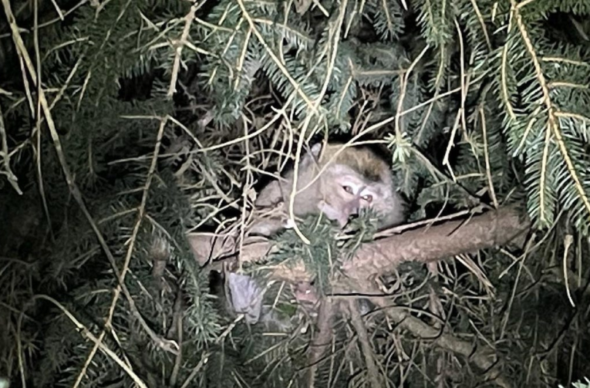  Pennsylvania Police Find Monkeys That Slipped Away After Car Crash on Way to Lab – Gizmodo