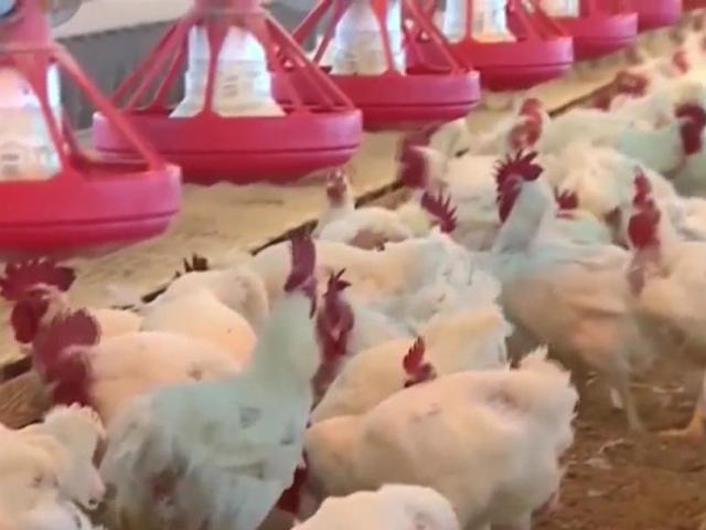  Deadly avian flu found in NC; zoo closes aviary, poultry farmers on alert – WRAL News