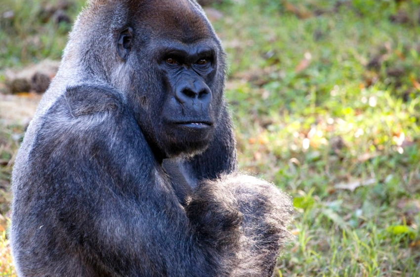  Ozzie, the worlds oldest male gorilla, found dead at Atlanta zoo. He was 61. – USA TODAY