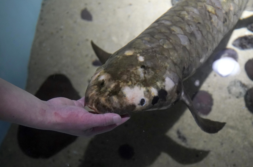  Meet Methuselah, the oldest living aquarium fish – Associated Press