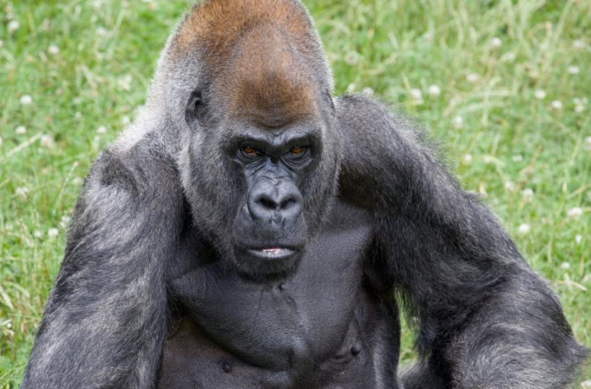  Ozzie, the worlds oldest male gorilla, has died at Zoo Atlanta – CNN