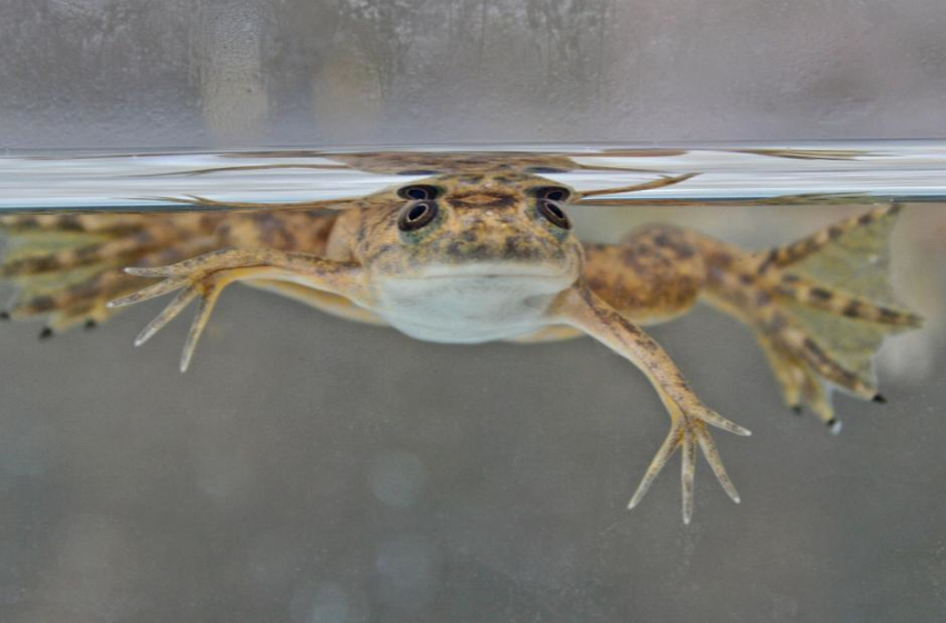  Frogs can regrow amputated limbs after being treated with mix of drugs, new research finds – CNN