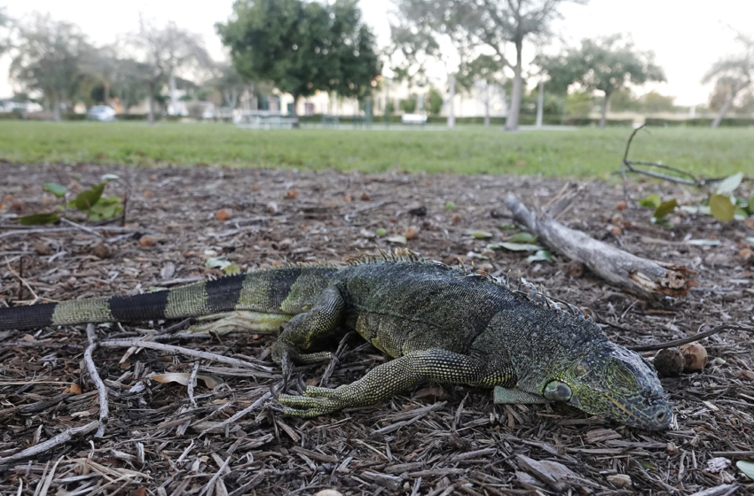  Florida chill has iguanas falling from trees, officials warn – Fox News