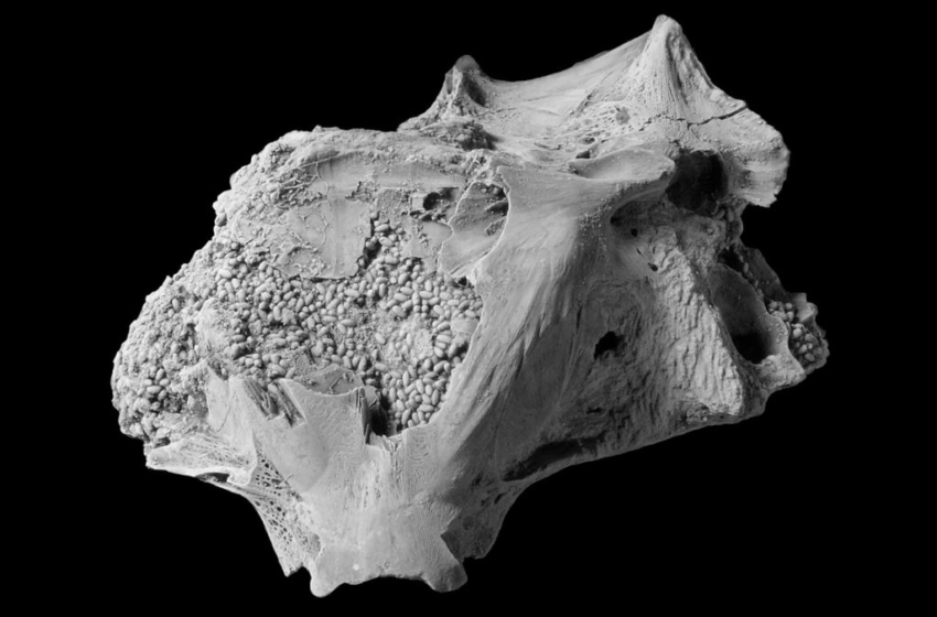  Wonderfully-shaped feces found inside ancient fish skull. What left the pretty poops? – Livescience.com