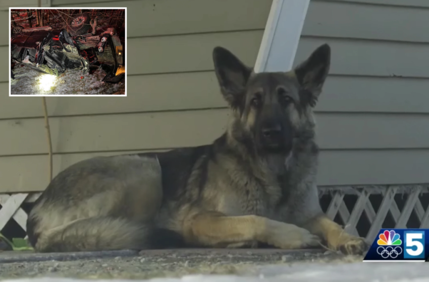  Lost dog on New Hampshire highway leads police to owner injured in car wreck – New York Post