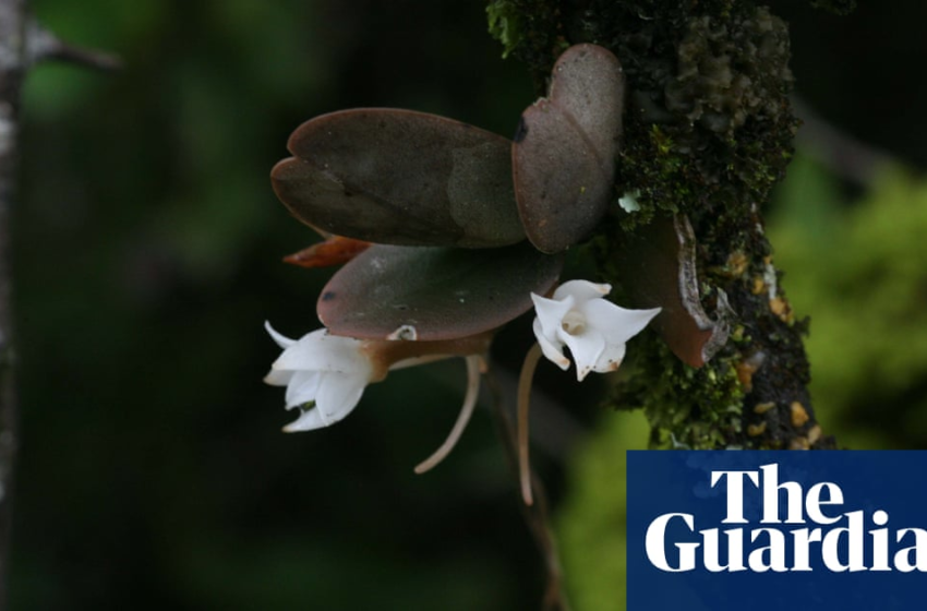  ‘Ghost’ orchid that grows in the dark among new plant finds – The Guardian