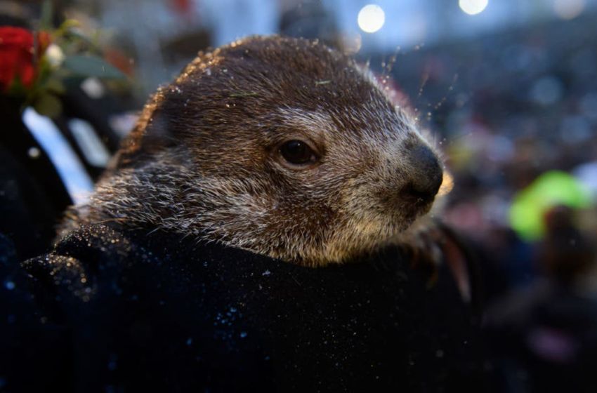  Groundhog Day 2022: Punxsutawney Phil sees shadow, predicts 6 more weeks of winter – FOX 5 DC